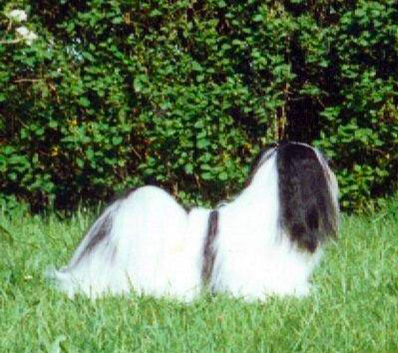 Pølsen (afdød hund)